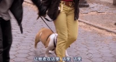 猫狗吃醋打架,吃醋的猫狗