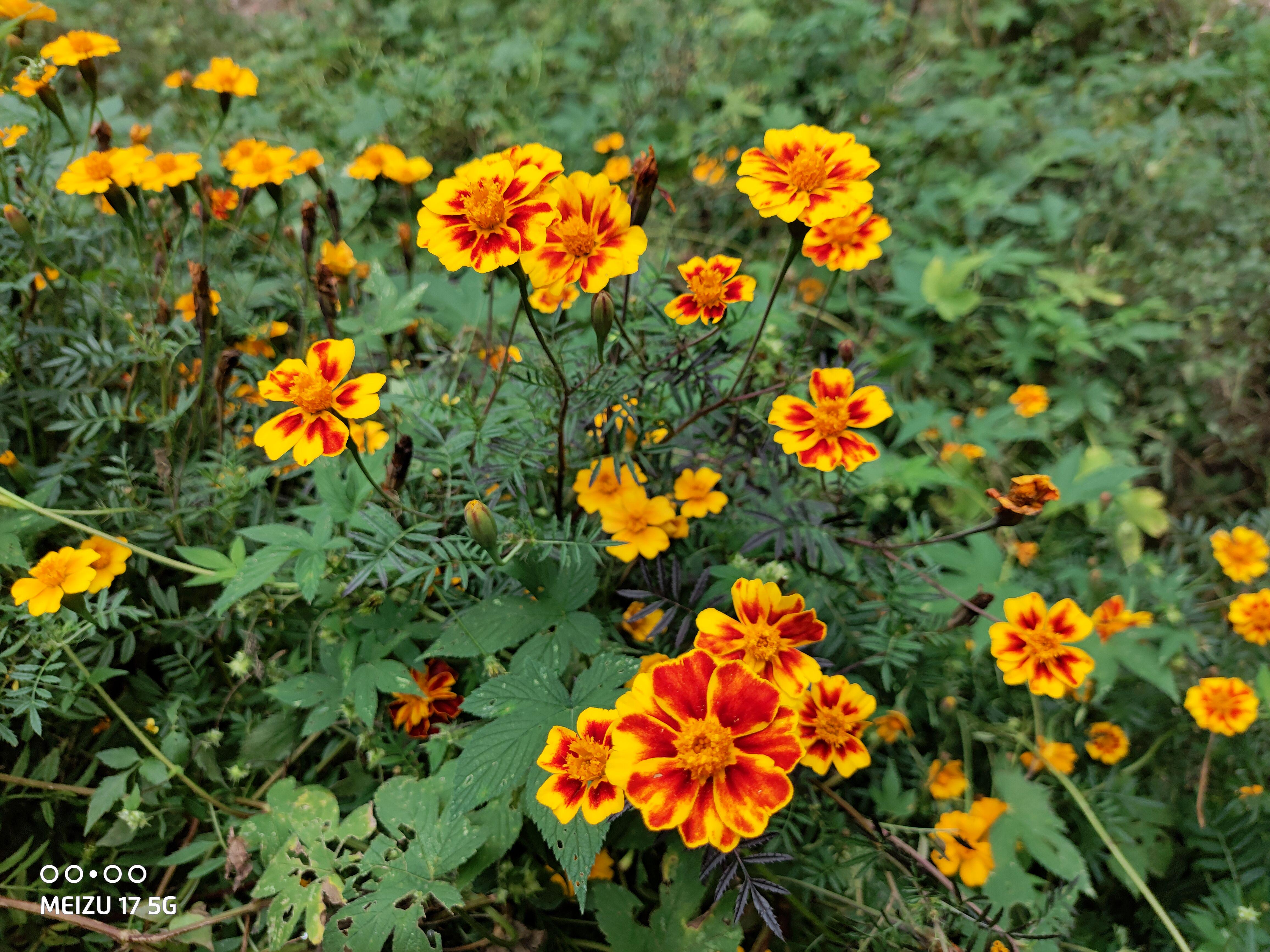 魅族17哪一款最值得入手,魅族17最值得入手的旗舰