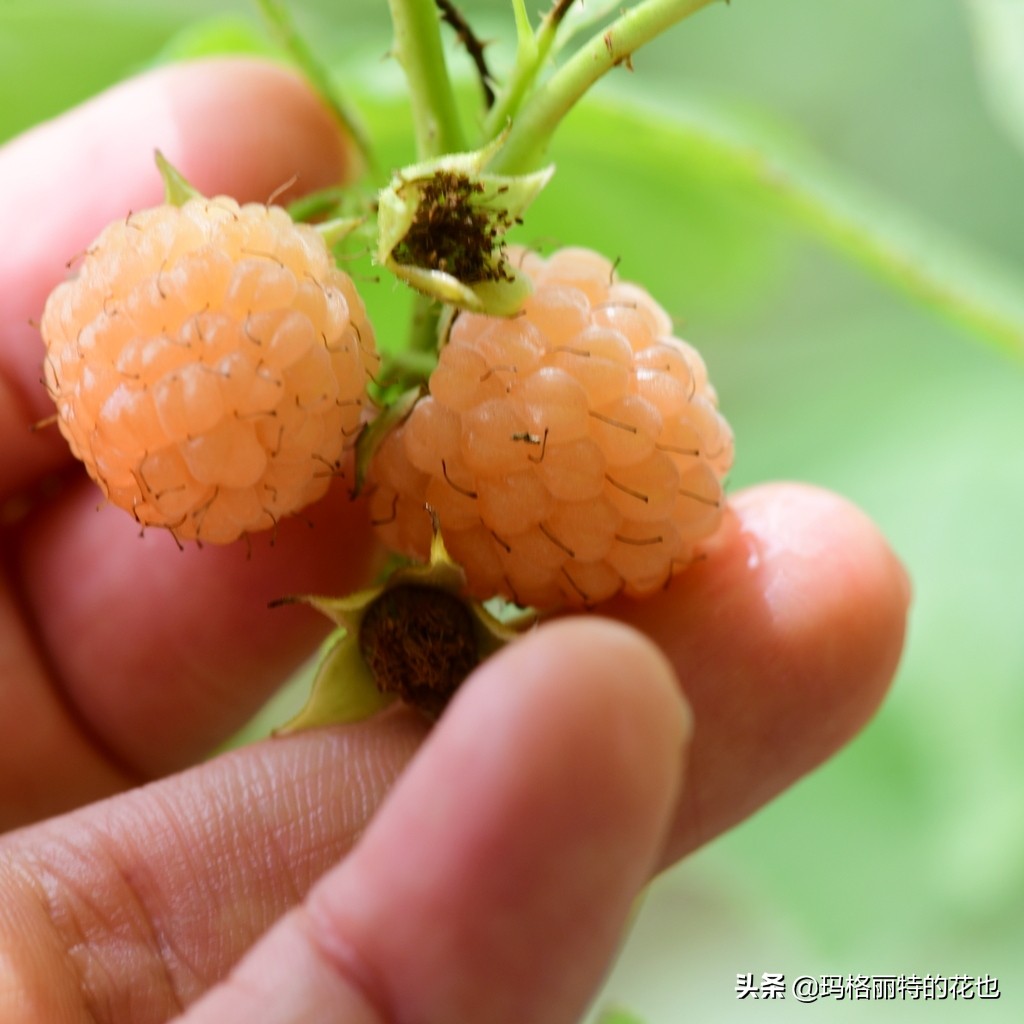 花园里种树莓吗,树莓在庭院里如何种植