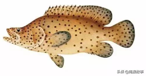 潮汕热销海鲜品种,潮汕常见的海鲜大全