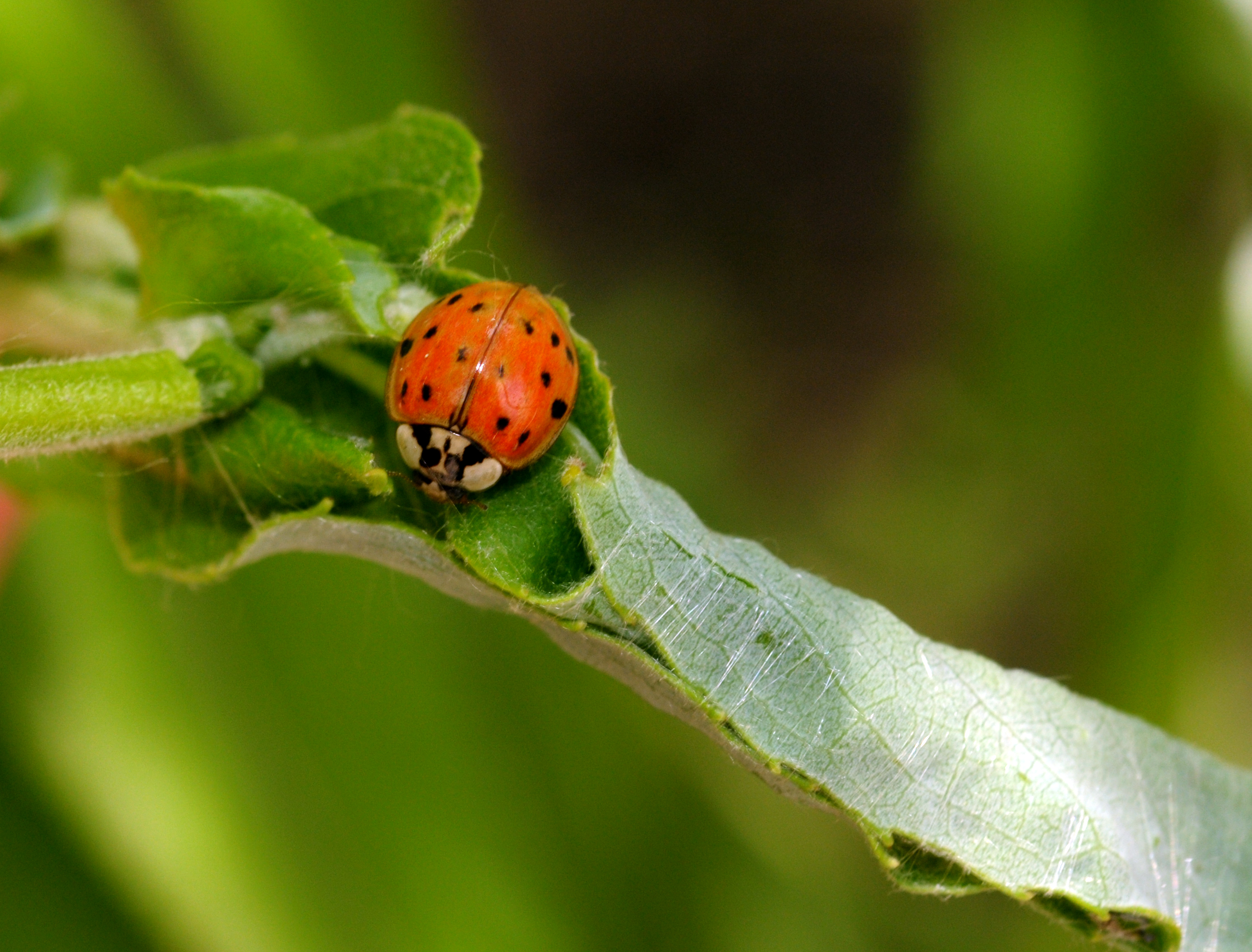异色瓢虫和四星瓢虫,异色瓢虫与瓢虫的区别