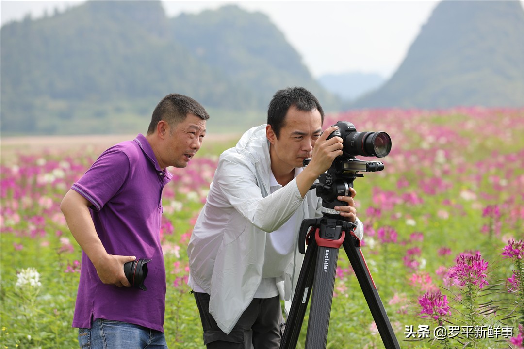 罗平七彩花田金鸡,罗平金鸡七彩花海