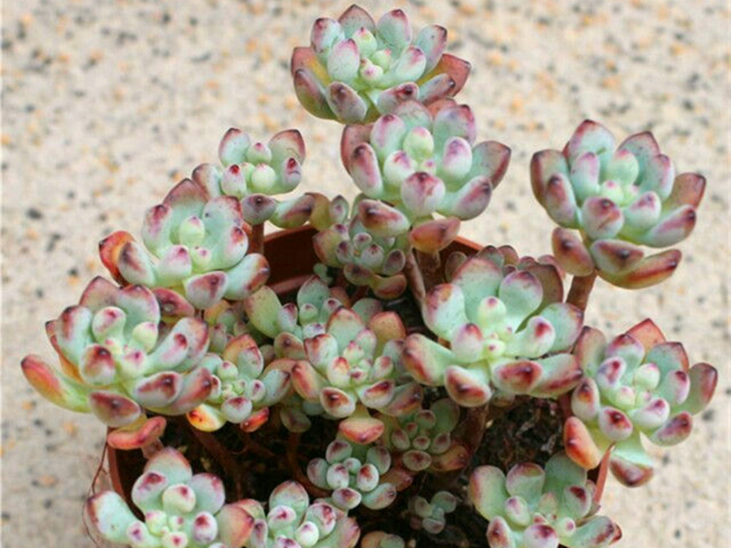 多肉汤姆怎么养,多肉汤姆油画怎么度夏