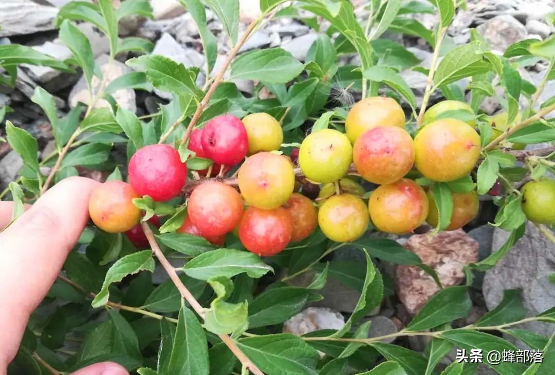 欧李钙果适合在什么地方种植,欧李与钙果及山楂有什么区别