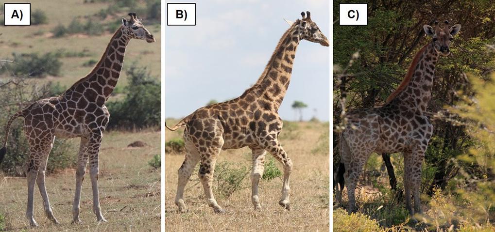 科学家在非洲发现两只“侏儒”长颈鹿，脖子不短，但是身体像马