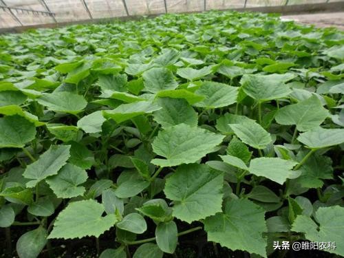 这个微生物菌最厉害，杀菌治病和增产，都很好