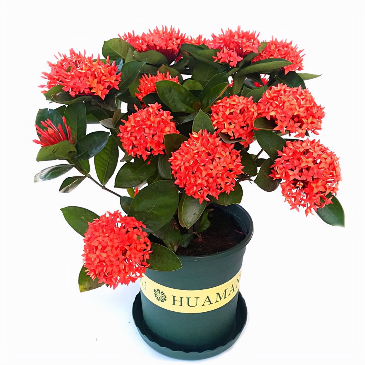 如何选择家中花卉植物盆栽,家庭常见的盆栽花卉的养护与管理