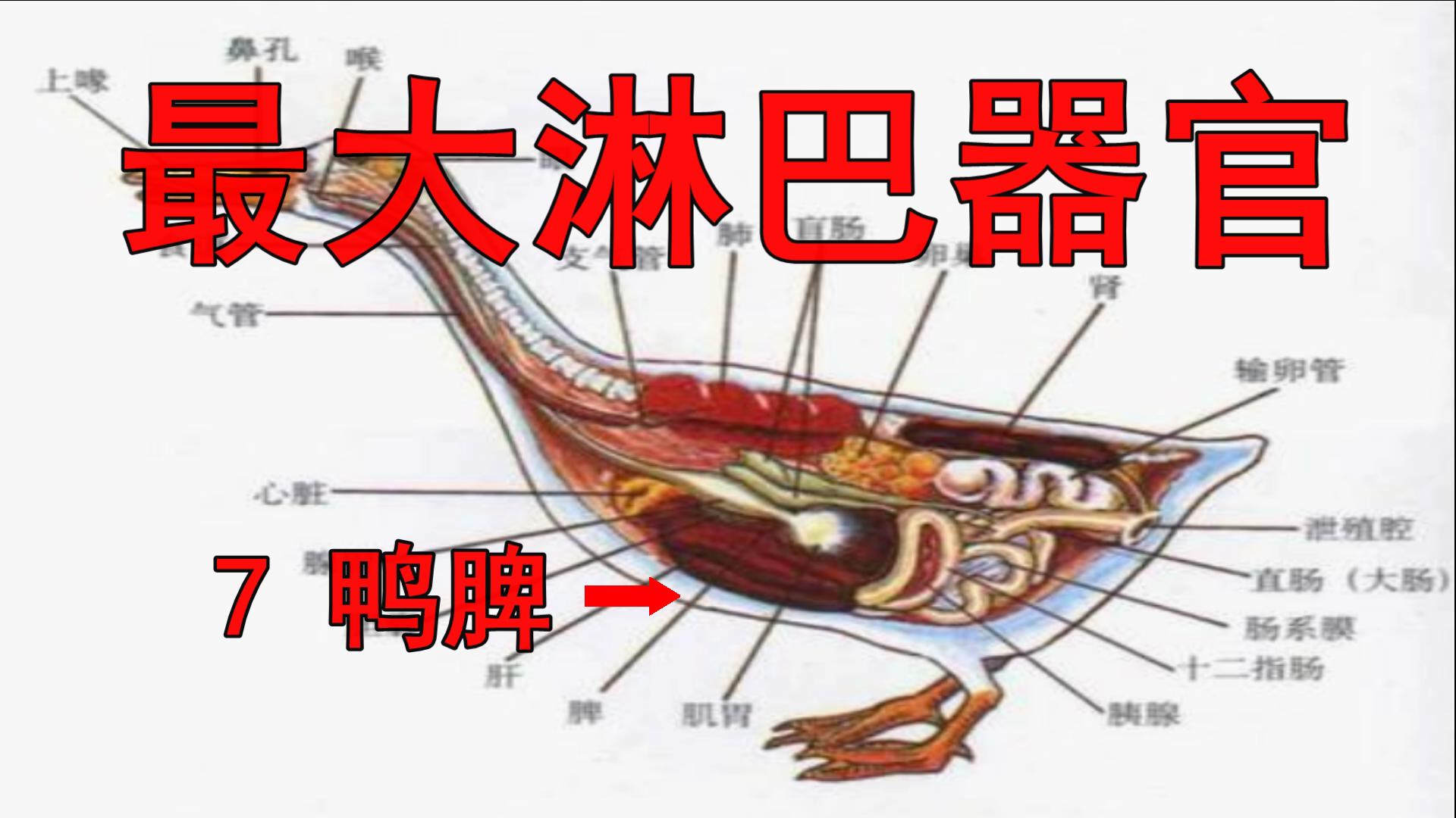 鸭子哪五个部位不能吃,鸭子有寄生虫吗