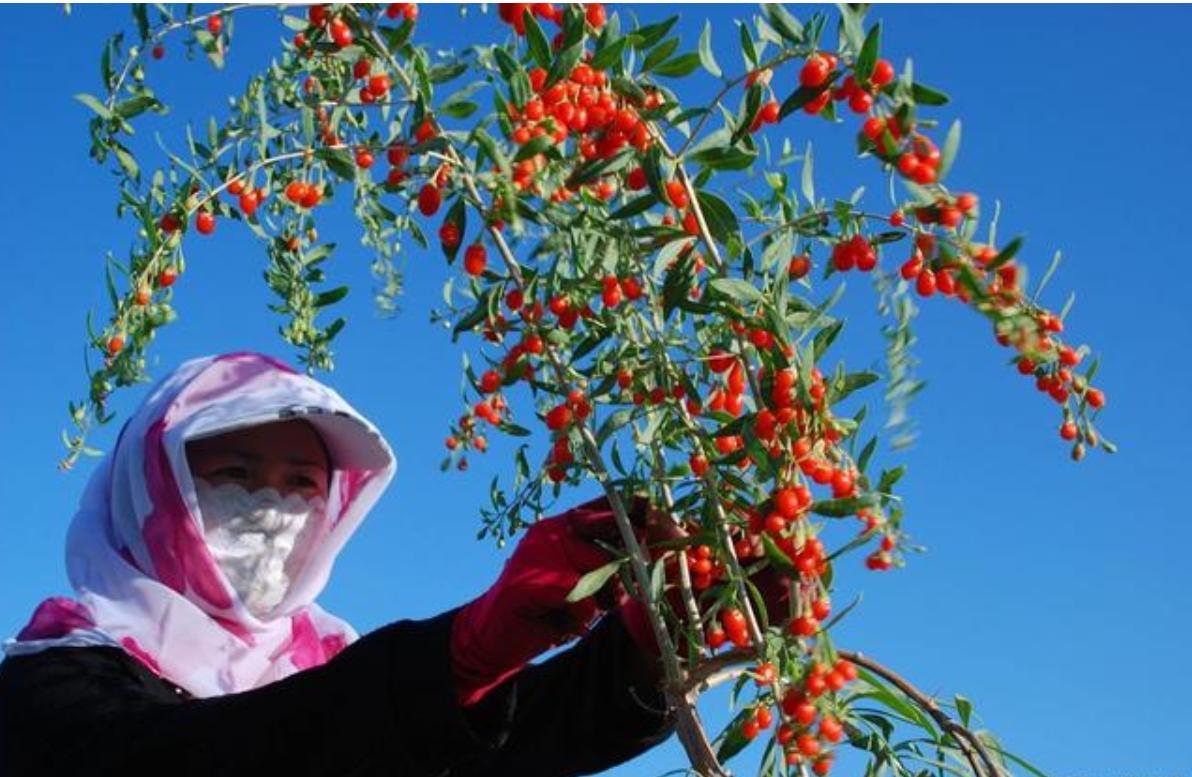 枸杞的种植与生长条件,枸杞生长全过程