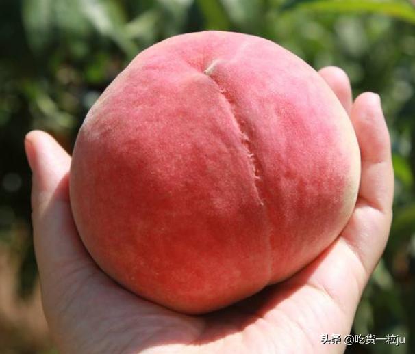 选择桃子品种要注意什么,买桃子讲究