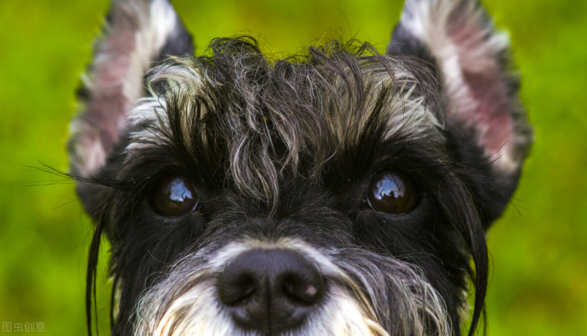 宠物常见眼病之——结膜炎，你了解多少？