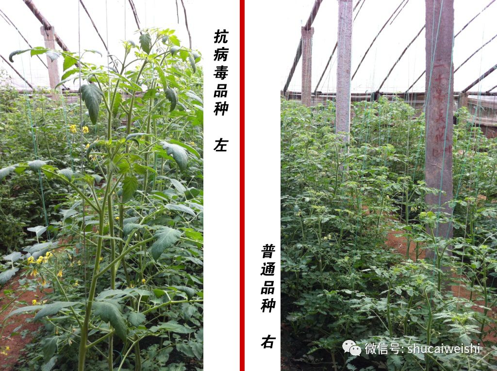 番茄黄叶子怎么补救,番茄苗黄头病是怎么治疗