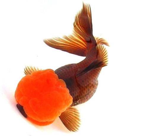 金鱼鉴赏分为三个方面,有关金鱼的种类资料大全