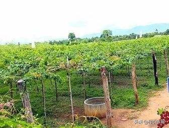 葡萄种植户前景怎么样,葡萄种植前景与销路