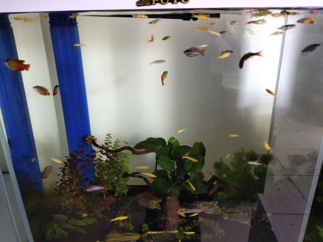 孔雀鱼小鱼合缸的正确方法,孔雀鱼小鱼多久能和大鱼一起合缸