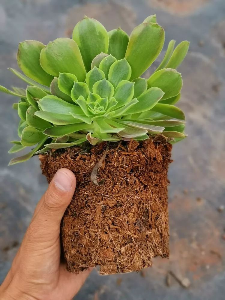 法师新品：青翠欲滴“檬”动我心，青檬法师育繁记