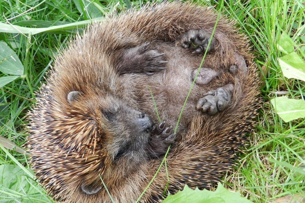 黄鼠狼通过放臭气来躲避狐狸,黄鼠狼和狐狸斗法
