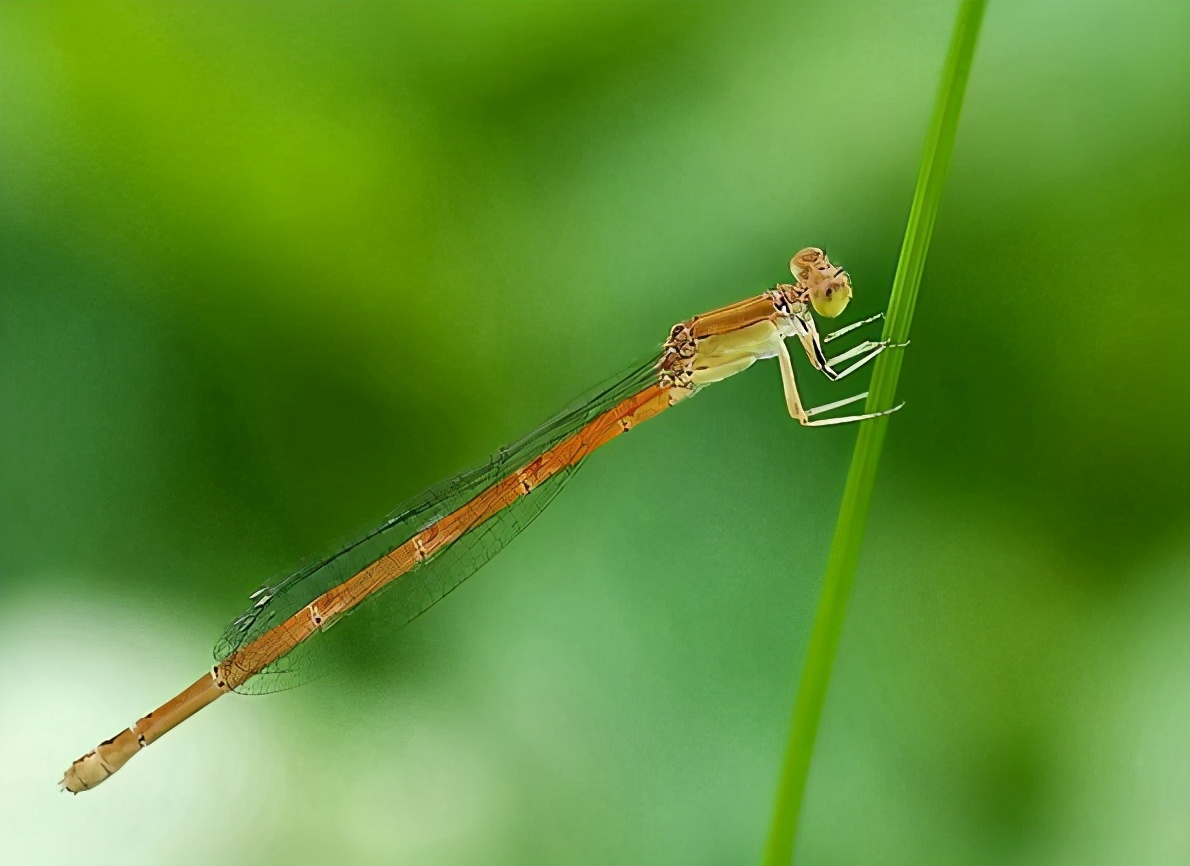 80年代的小孩子去河里游泳,70年代小孩下河游泳视频