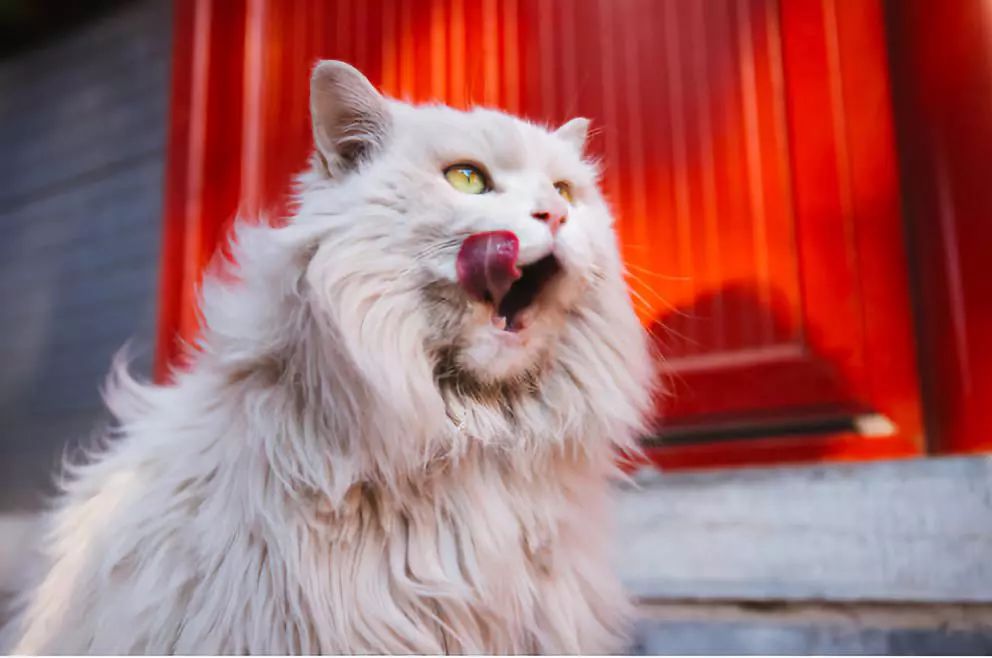 中华田园狮子猫多少钱一只,中华田园猫狮子猫蓝色眼睛