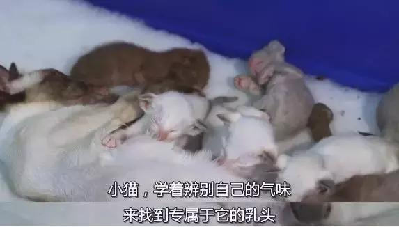 9.1分的大片，揭示了萌宠们的世界