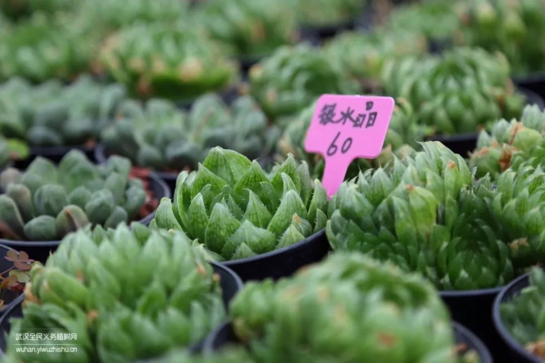 园艺沙龙|前方高能！一大波人相约逛花市，究竟淘了些啥？