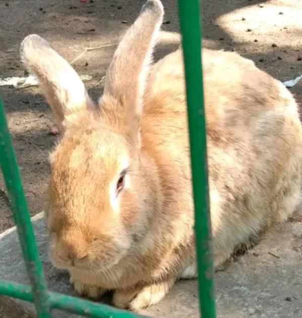 云养猫真的有必要吗 (真正的云养猫)