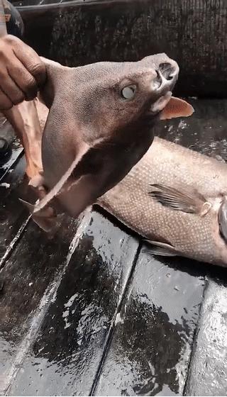 科学家发现海猪,意大利海域出现神秘生物