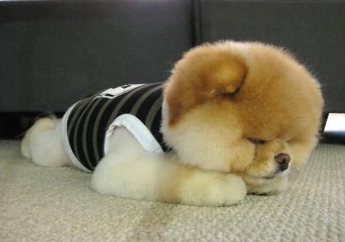 狗狗生完小狗拉稀怎么治疗,狗狗到家第一天没拉稀第二天拉稀