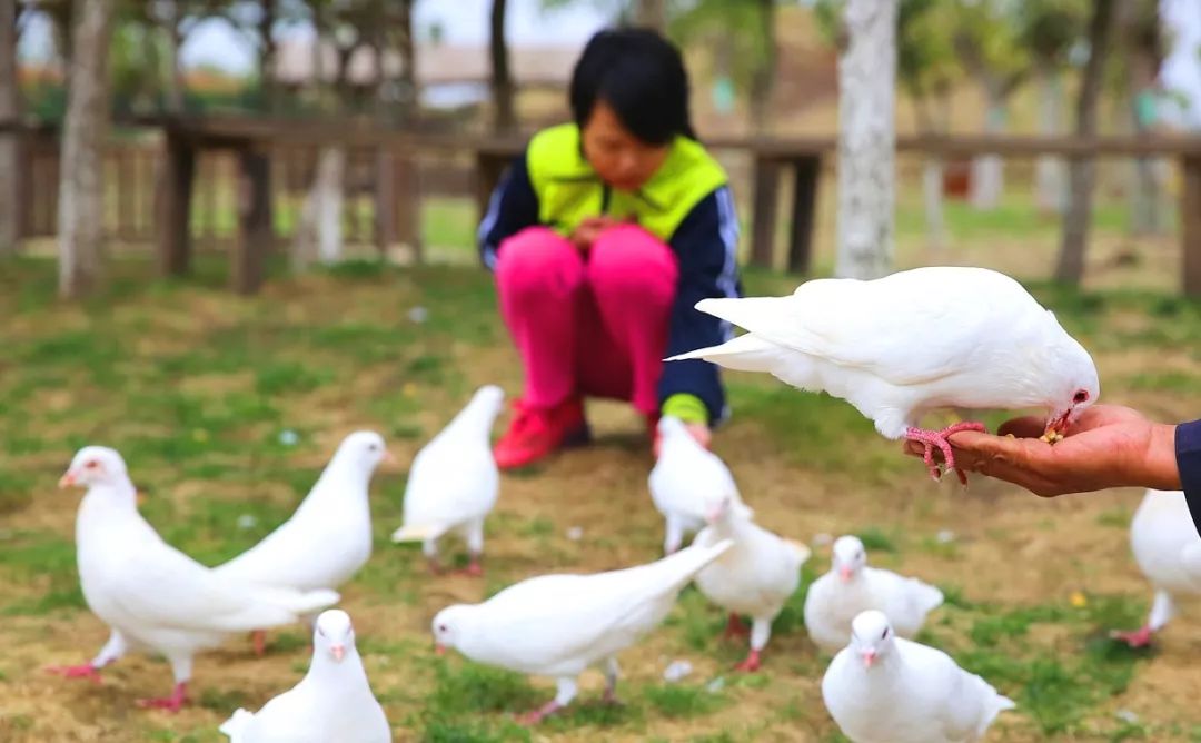 祥和庄园一日游,享受美食和田园风光的完美之旅