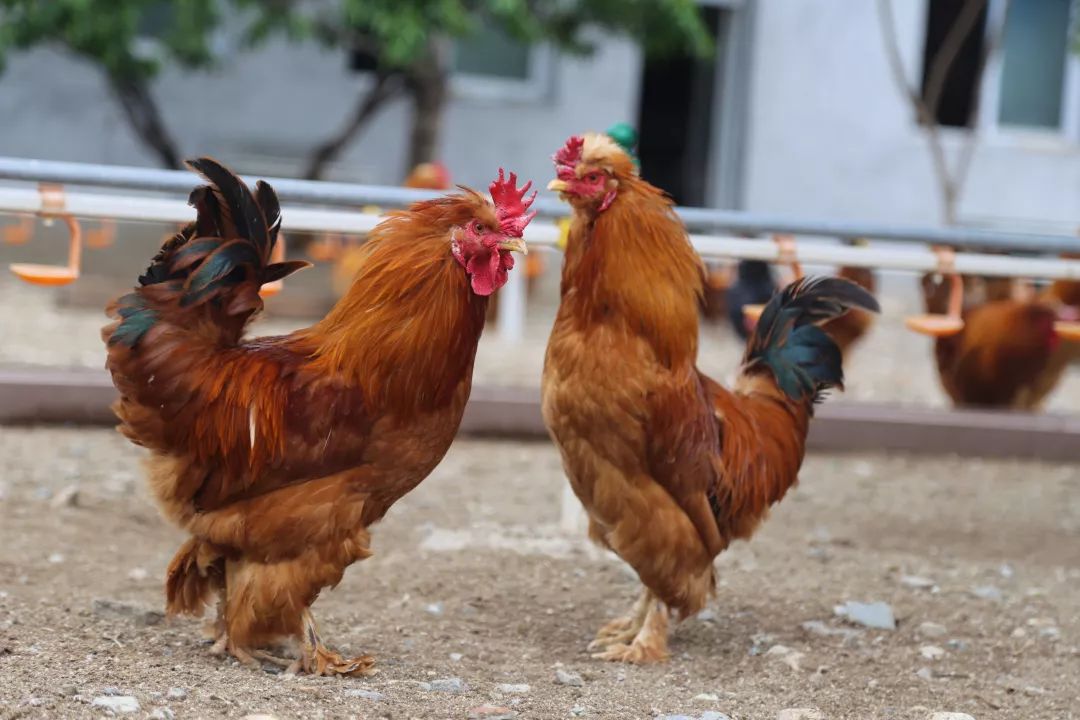 中国什么鸡最好吃,中国哪里的鸡最好吃