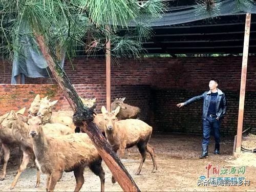 江西省吉水县阜田镇养鹿人罗富苟的传奇人生