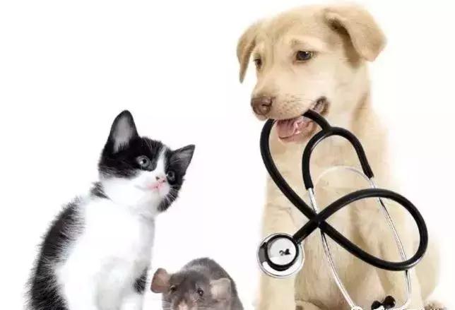 狗狗可以药物绝育吗,女狗狗该不该做绝育