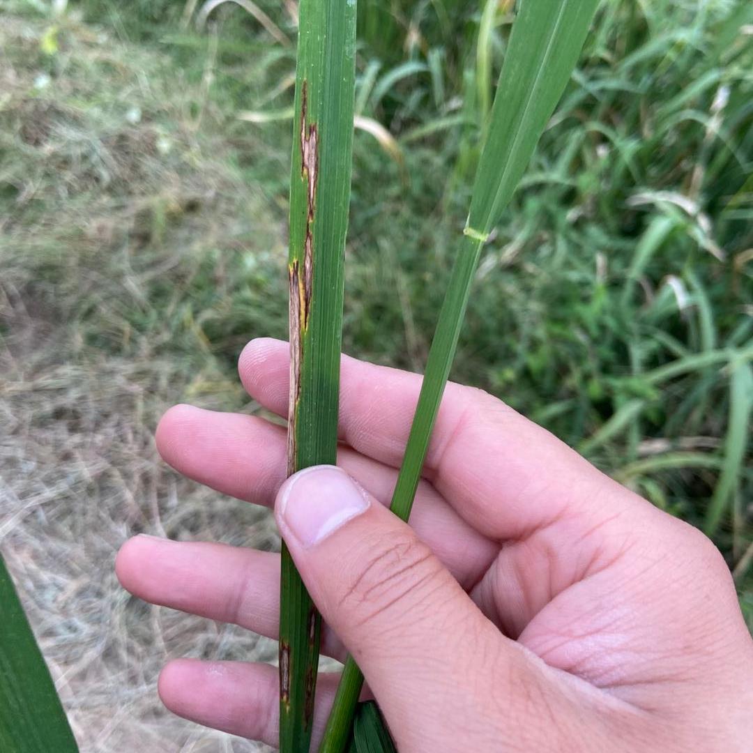 网购一瓶农药,农药经销商卖假农药