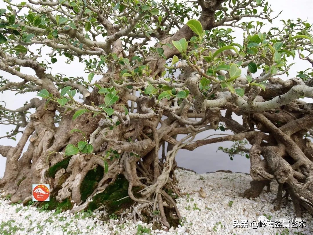 我喜欢的榕树盆景,泉州榕树盆景