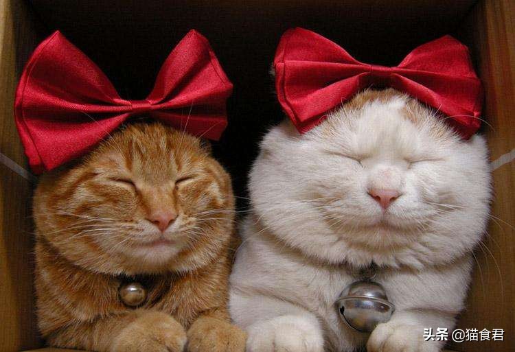 给猫咪戴项圈要注意的问题,项圈可以防咬人吗