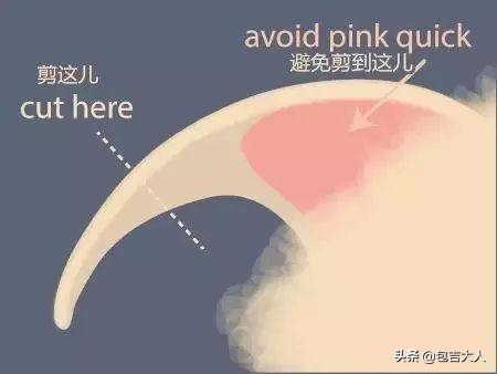 过来人告诉几种方式养猫省钱省心,养猫经验分享系列
