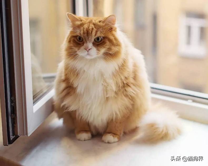 猫咪美毛护理,猫咪美毛攻略