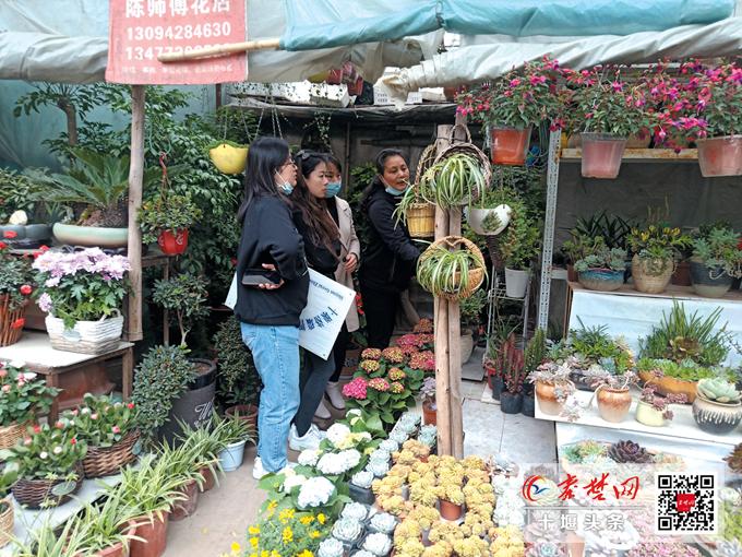 鍗佸牥妞嶇墿鐩嗘牻甯傚満,鑺卞崏缁挎鐩嗘牻鍗佸牥