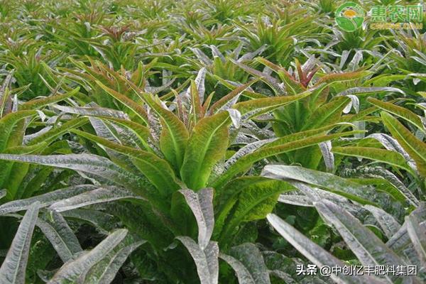 莴笋常见病害及管理,莴笋常见病虫害及防治方法有哪些