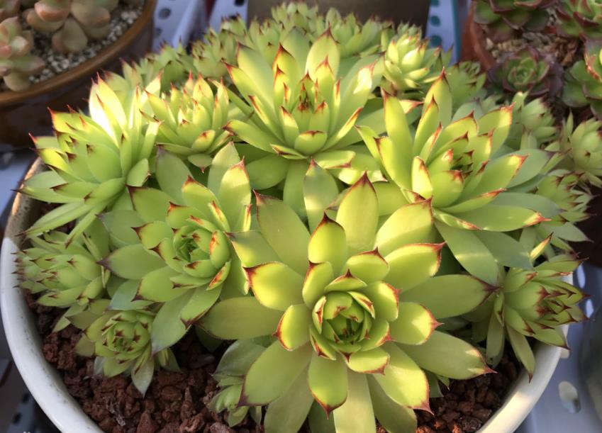 养莲注意事项,观音莲怎么修剪长出新叶