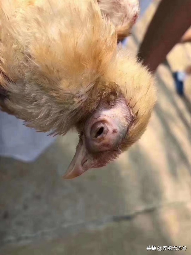 鸡子眼睛瞎是什么原因导致的,鸡子眼瞎了用什么药