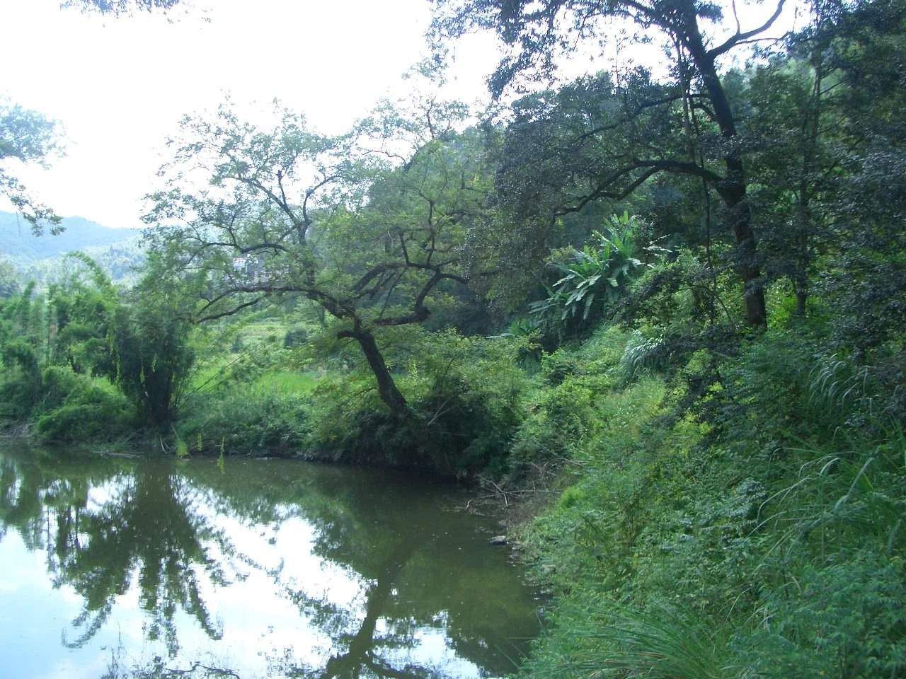 短篇小说丨河树下