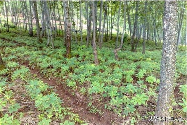 陕西天麻无土栽培种植技术,大田地膜栽培天麻技术