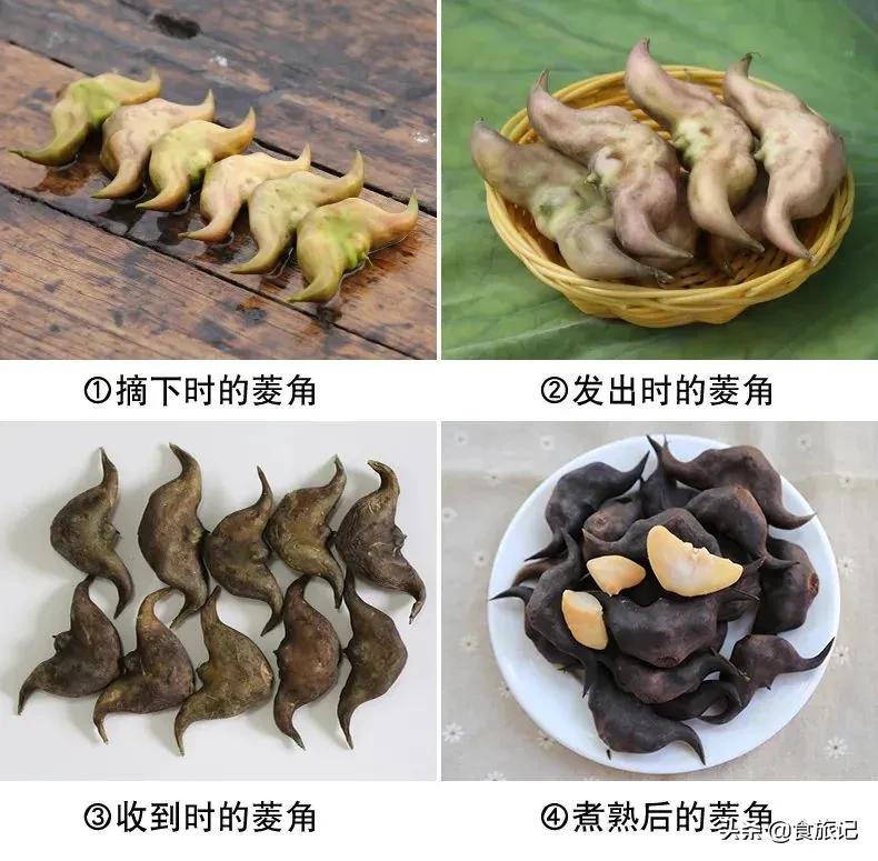 粉糯香甜的洪湖老菱角上市啦,洪湖新鲜鲜嫩菱角4斤