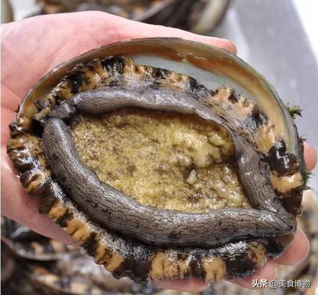 鲍鱼大全，带你认知全世界的鲍鱼（下）