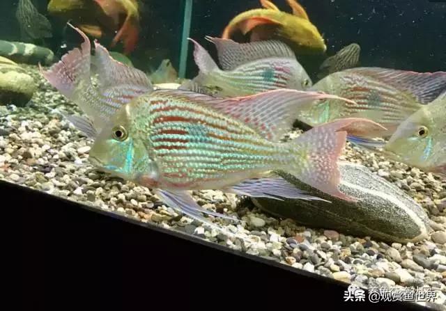 食土鲷一般多大尺寸,食土鲷哪个品种小一点