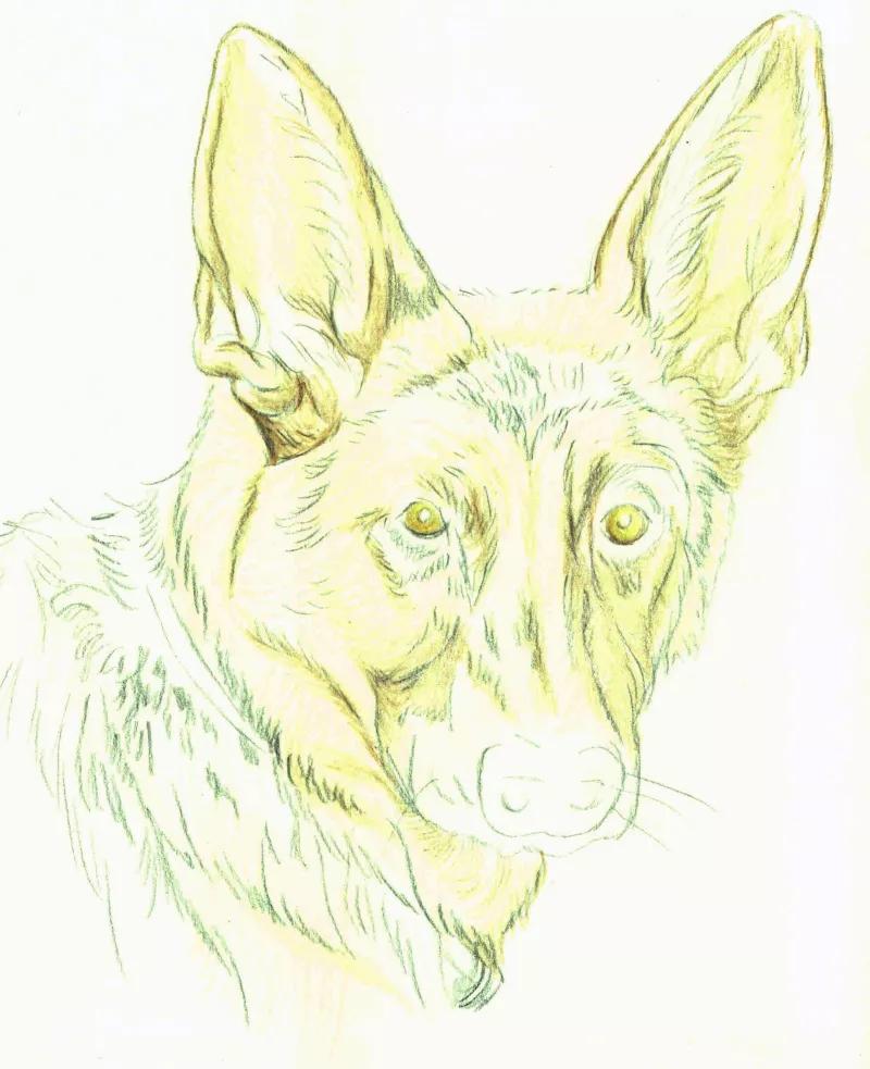 德国牧羊犬绘画教程,德国牧羊犬素描画