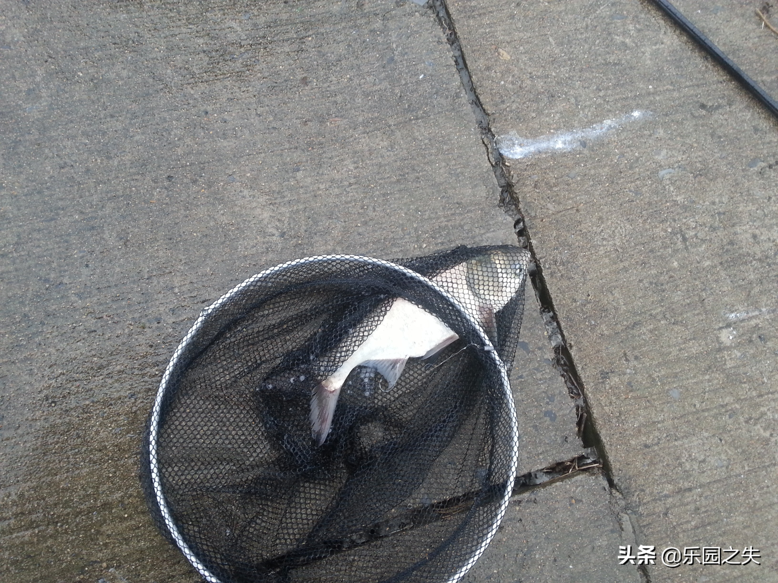 挂鱼饵钩尖的位置,挂鱼的钩子挂底了怎么办