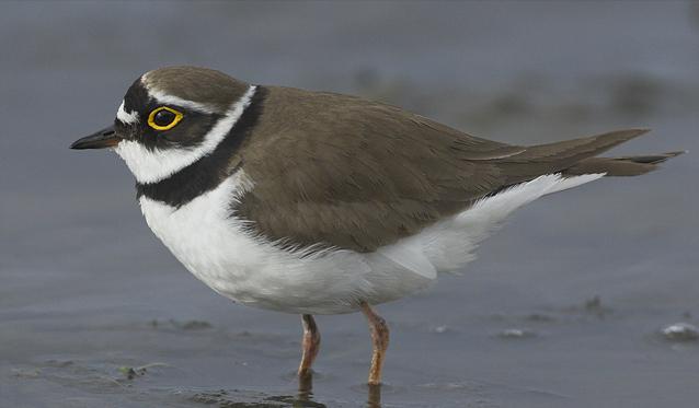 广东常见鸟类图谱图文,广东常见鸟类图谱