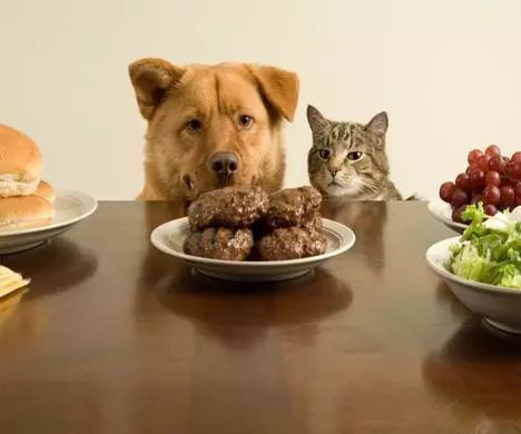 宠物体检行业,宠物医生这个行业前景